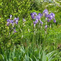 3 Iris de jardin remontant Lovely again - Deux floraisons dans l'année