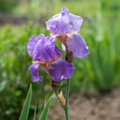 3 Iris de jardin remontant Lovely again - Deux floraisons dans l'année