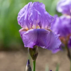 3 Iris de jardin remontant Lovely again - Deux floraisons dans l'année