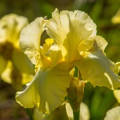2 Iris de jardin Sangreal - Le jaune qui illumine