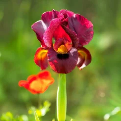 Iris de Louisiane Ann Chowning - Rouge intense au jardin