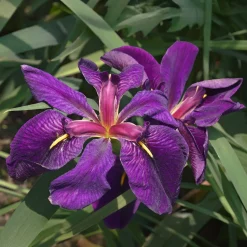 Iris de Louisiane Black Gamecock - Le violet le plus intense
