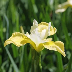 Iris de Sibérie Butter and Sugar - Le jaune et blanc qui illumine