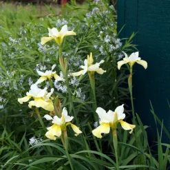Iris de Sibérie Butter and Sugar - Le jaune et blanc qui illumine