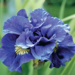 Iris de Sibérie Concord Crush - Le violet qui illumine