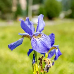 Iris de Sibérie Fran's Gold ® - Or éclatant au bord de l'eau