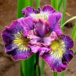 3 Iris de Sibérie How Audacious - Des fleurs bleues sans effort