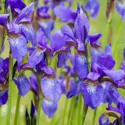 Iris de Sibérie - Le bleu qui illumine l'eau