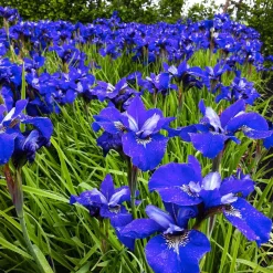 3 Iris de Sibérie Oiseau Bleu - Le bleu qui illumine l'ombre