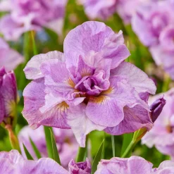2 Iris de Sibérie Pink Parfait - Le rose tendre qui dure