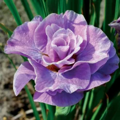 2 Iris de Sibérie Pink Parfait - Le rose tendre qui dure