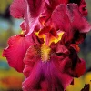 5 Iris des jardins Magic Melange en mélange - Un massif haut en couleur