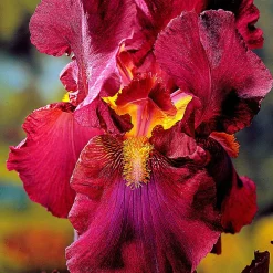 5 Iris des jardins Magic Melange en mélange - Un massif haut en couleur
