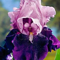 5 Iris des jardins Magic Melange en mélange - Un massif haut en couleur