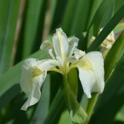 Iris des marais à fleurs blanches - Un bassin blanc immaculé