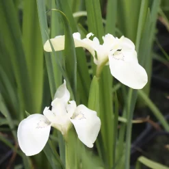 Iris des marais à fleurs blanches - Un bassin blanc immaculé