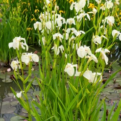 Iris des marais à fleurs blanches - Un bassin blanc immaculé