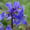Iris des marais à fleurs bleues - Un bord d'eau qui s'illumine