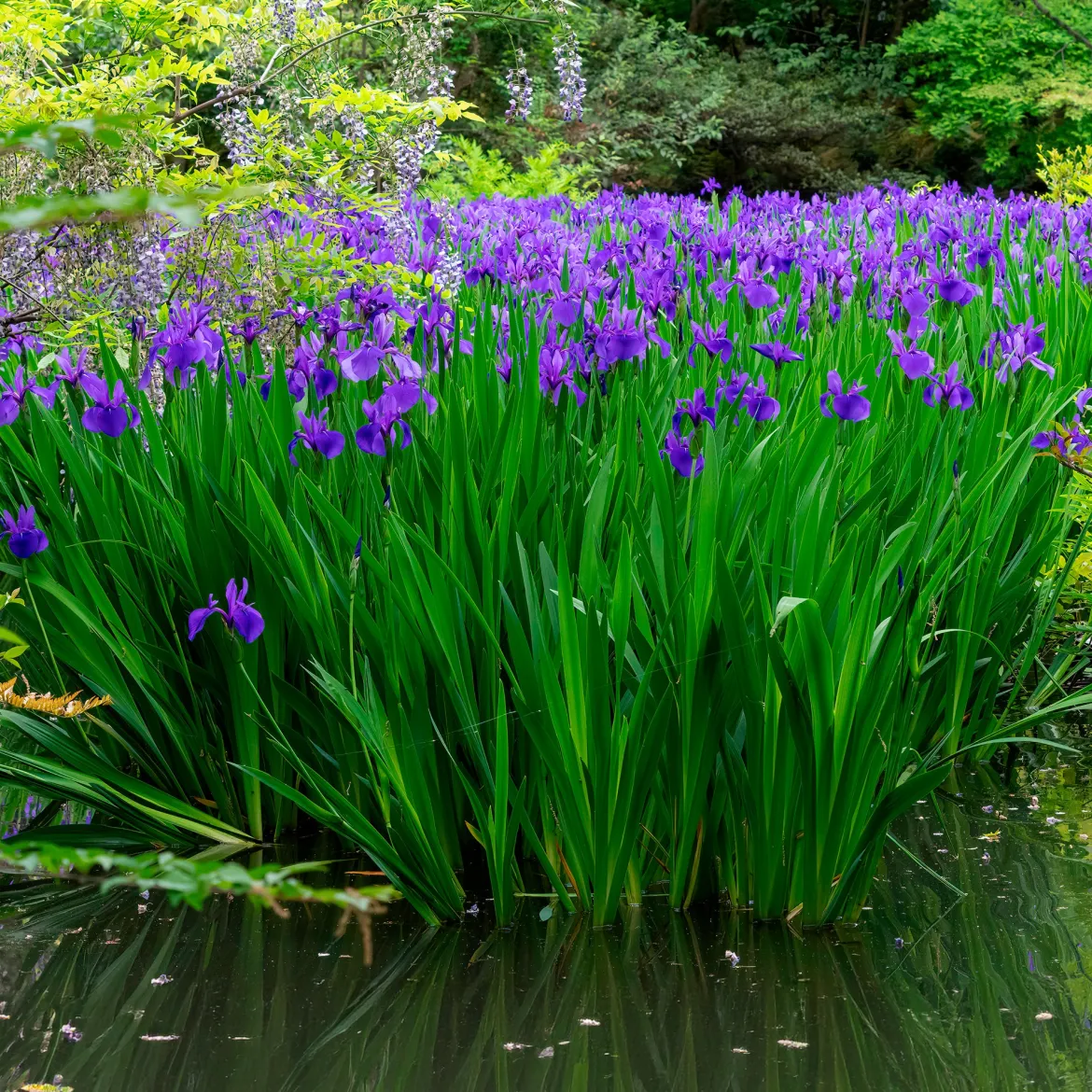 Iris des marais à fleurs bleues - Un bord d'eau qui s'illumine