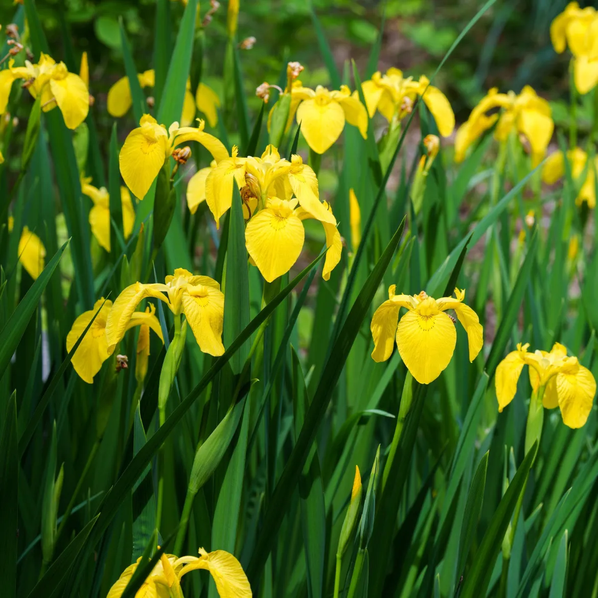Iris des marais - Le jaune qui illumine l'eau