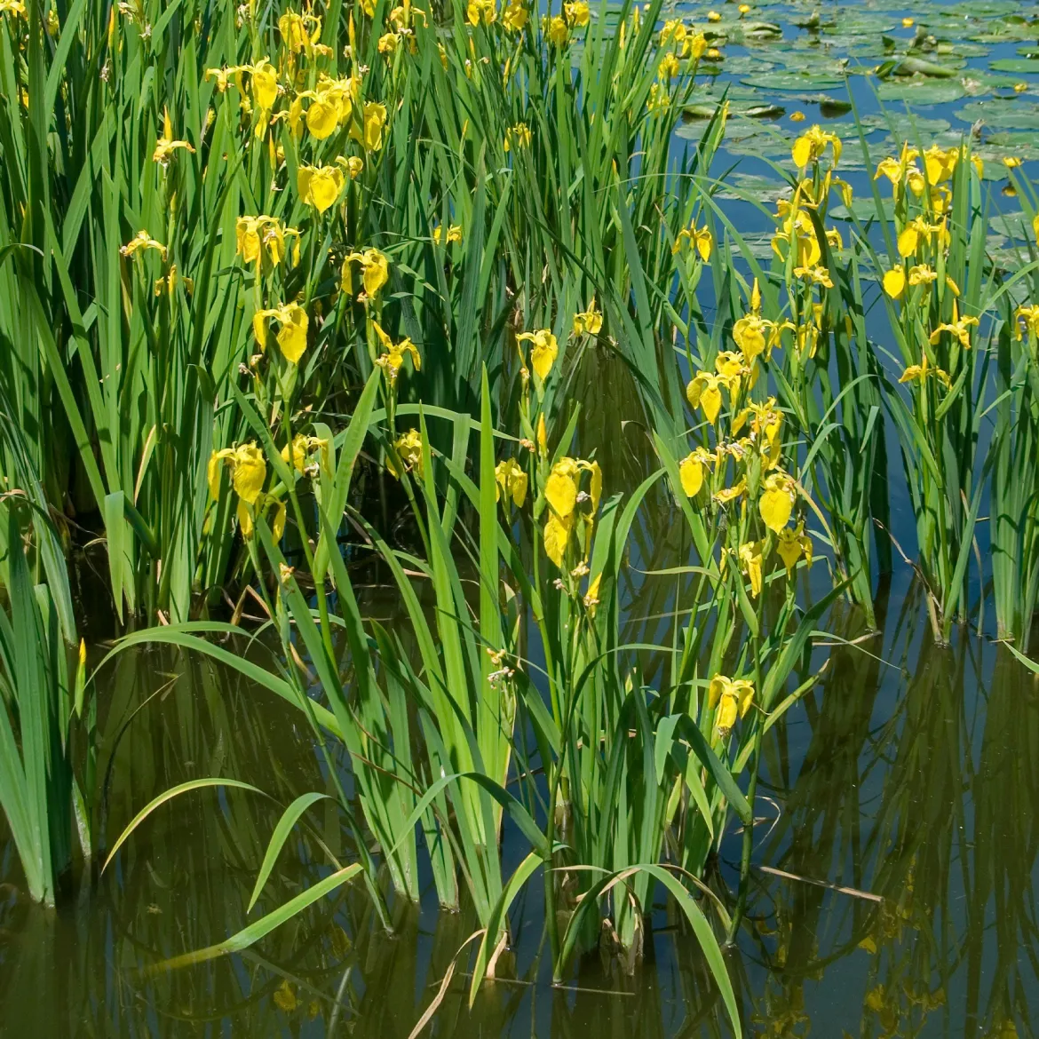 Iris des marais - Le jaune qui illumine l'eau