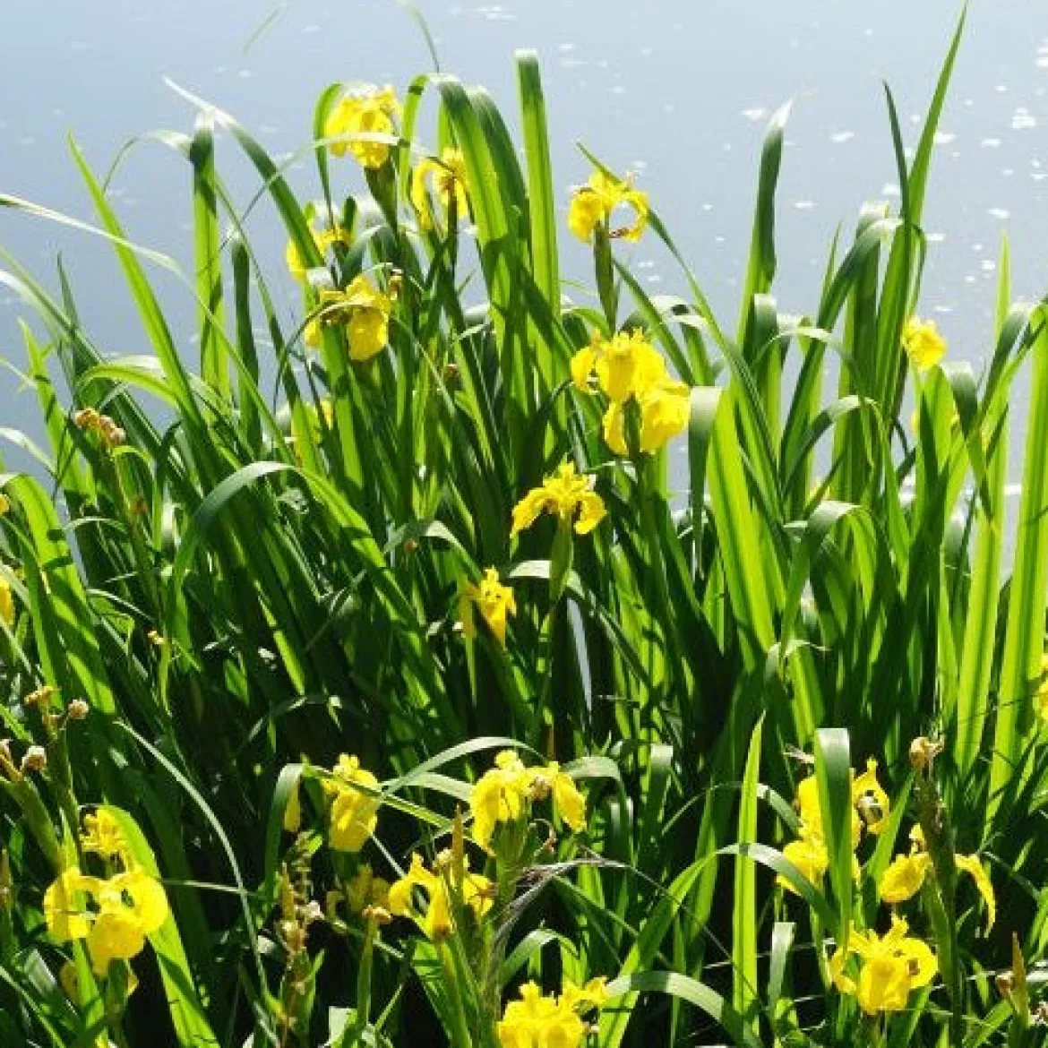 Iris des marais - Le jaune qui illumine l'eau