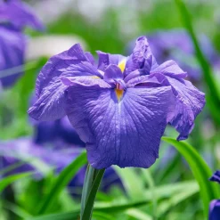 Iris du Japon - Le bord d'eau qui fleurit
