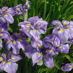 Iris du Japon - Le bord d'eau qui fleurit