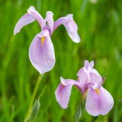 Iris du Japon Rose Queen - Le rose qui illumine l'eau