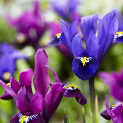 25 Iris Fraternal Twins en mélange - Deux teintes, un massif magique