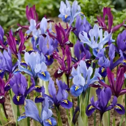 25 Iris miniatures en mélange - Les premières fleurs du jardin