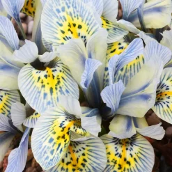 10 Iris reticulé Katherine Hodgkin - Les premières fleurs de l'année
