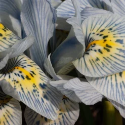 10 Iris reticulé Katherine Hodgkin - Les premières fleurs de l'année