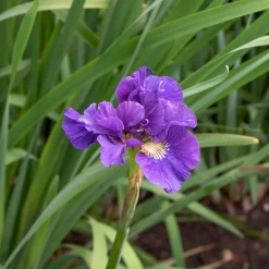Iris sibirica Kaboom - Explosion de violet au jardin