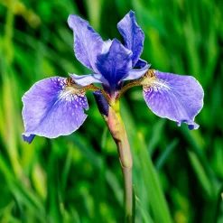 Iris versicolor - Un violet éclatant au bord de l'eau