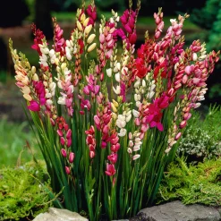 Ixias en mélange - Des fleurs étoilées tout l'été