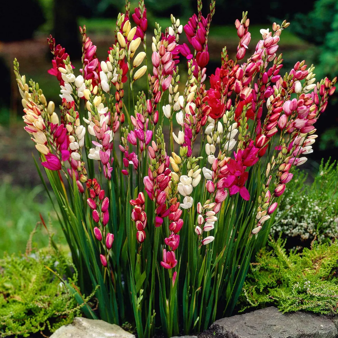 Ixias en mélange - Des fleurs étoilées tout l'été