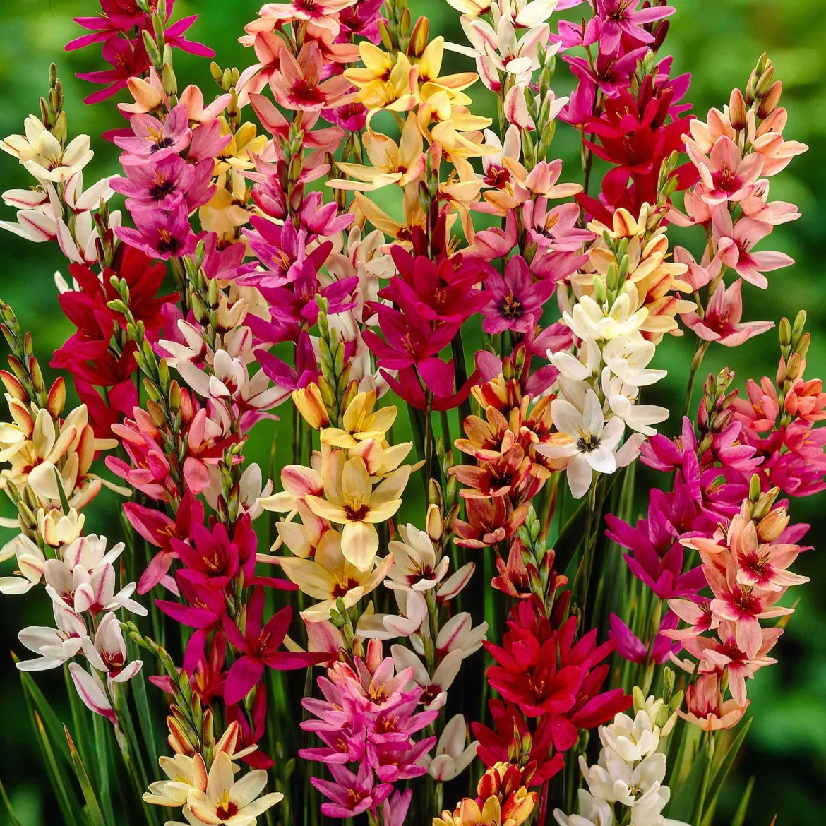 Ixias en mélange - Des fleurs étoilées tout l'été