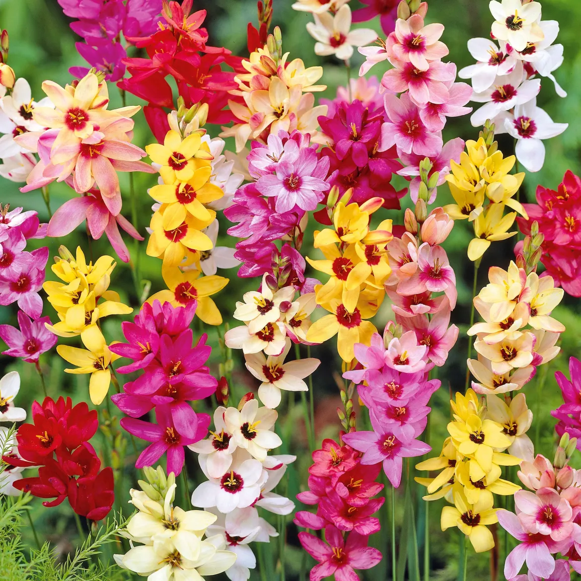 Ixias en mélange - Des fleurs étoilées tout l'été