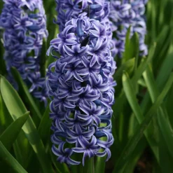 Jacinthe Blue Jacket - Le bleu qui parfume tout