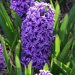 Jacinthe Blue Jacket - Le bleu qui parfume tout