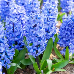 Jacinthe Blue Jacket - Le bleu qui parfume tout