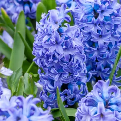 Jacinthe Delft Blue - Le bleu parfumé du printemps