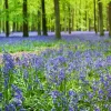 Jacinthe des bois bleue - Un tapis bleu sous les arbres