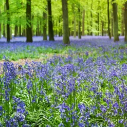 Jacinthe des bois bleue - Un tapis bleu sous les arbres