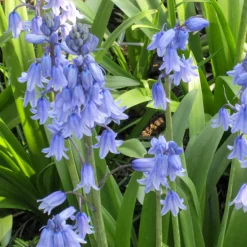 Jacinthe des bois bleue - Un tapis bleu sous les arbres
