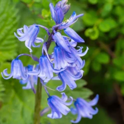 Jacinthe des bois bleue - Un tapis bleu sous les arbres