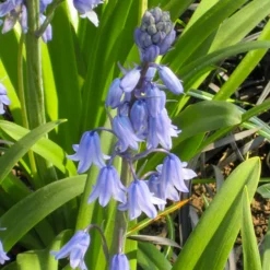 Jacinthe des bois bleue - Un tapis bleu sous les arbres