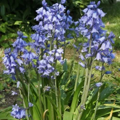 Jacinthe des bois bleue - Un tapis bleu sous les arbres
