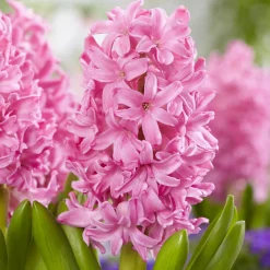 Jacinthe Pink Pearl - Le rose qui parfume tout